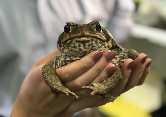 cane_toad.png