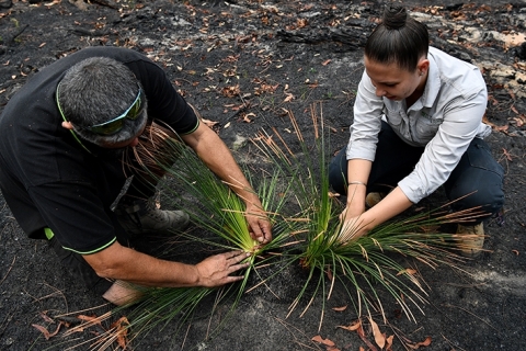 A man and a woman work with a native plant