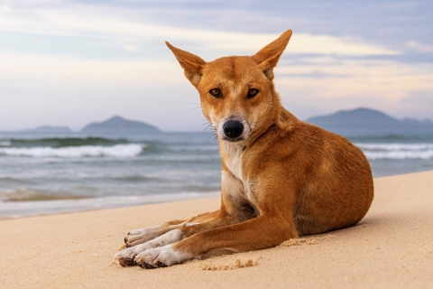a sassy looking dingo sits on the beach