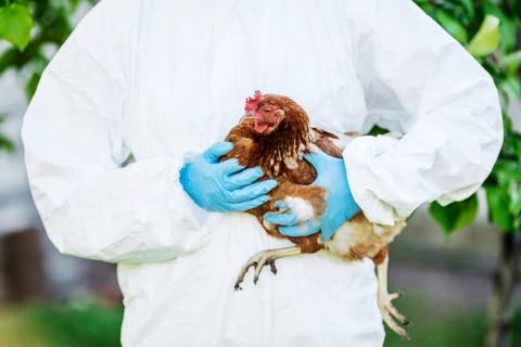 a vet in a protective suit holding a chicken