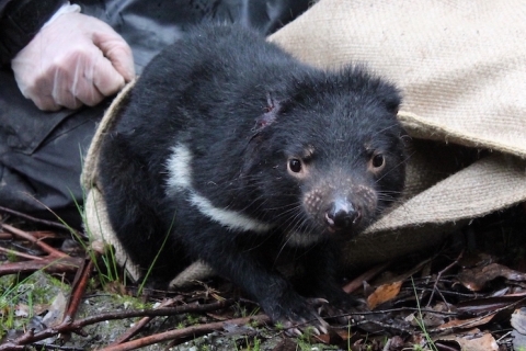 Tasmanian devil stepping out of a hessian bag