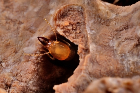 close up shot of a termite in wood