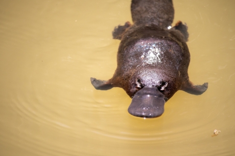 platypus floating in river water