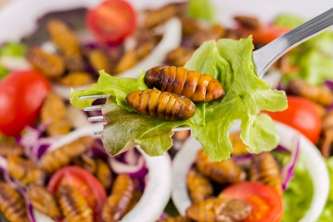bugs in a salad