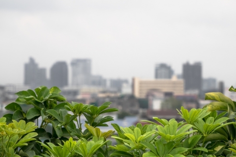 View of shrubs on a roof top garden, looking over buildings in the distance. 