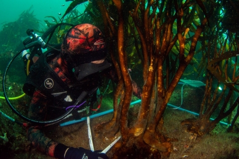 surveying lessonia kelp forests in chile.
