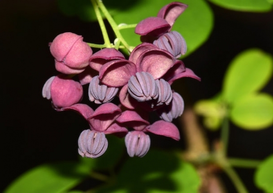 A cluster of purple-pink flowers