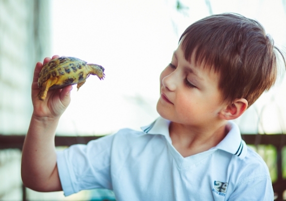 A boy holds a small pet turtle