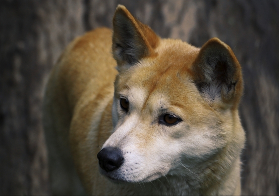 Dingoes Daniel Hunter extinction