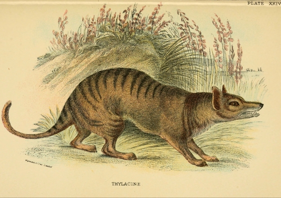 19_tassie_tiger_flickr_biodiversity_heritage_library.jpg