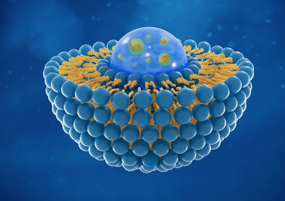 A 3D-rendering showing a cross-section of a liposome