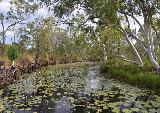 A bend in Northern Territory's Surprise Creek which is covered in lily pads