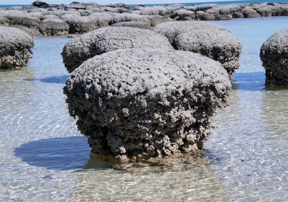 Stromatolite rocks in shallow waters