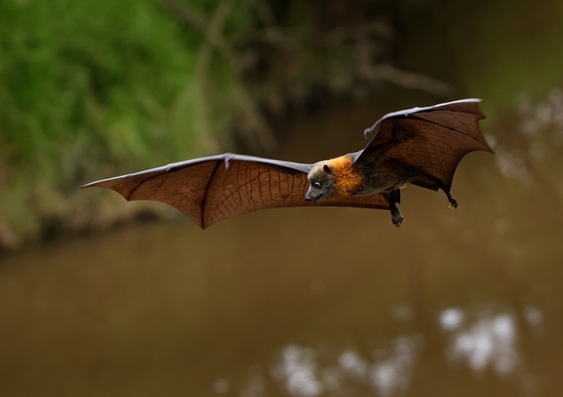 A bat or flying fox spreads its wings above a river