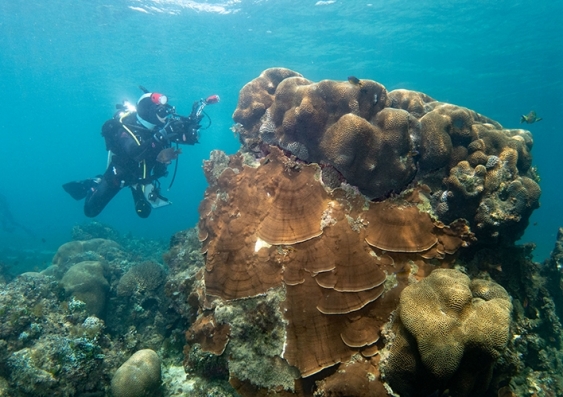 Scuba diver takes pictures of a large coral shelf