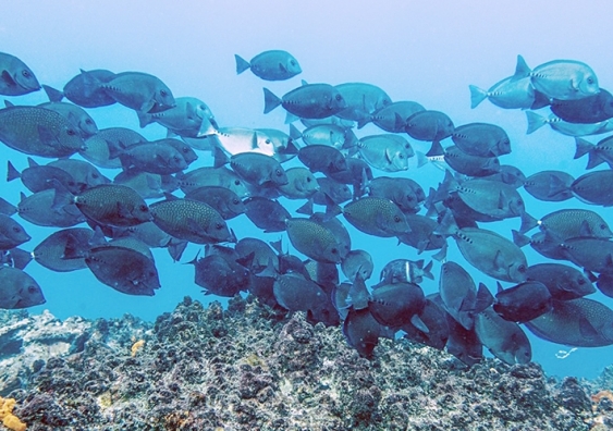 A school of surgeonfish swims over a reef
