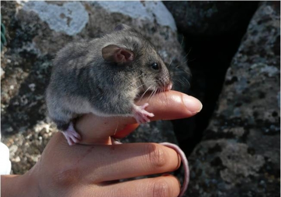 A Mountain Pygmy-possum clings to a person's finger