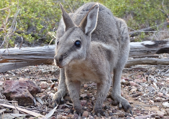 A bridled nailtail wallaby in the wild