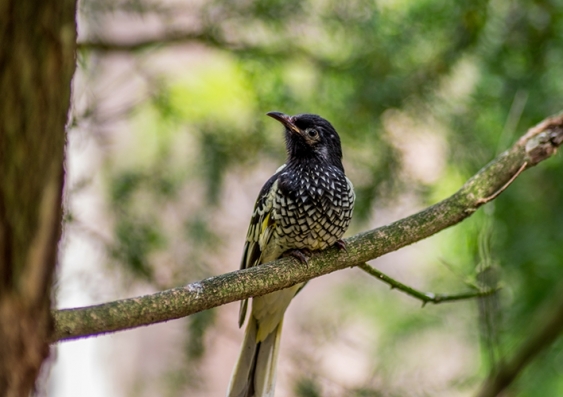 A black and white spotted bird shown sitting on a branch