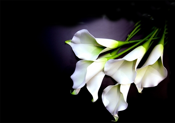 White lily flowers on a black background