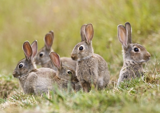 Five cute wild rabbits sit in a field