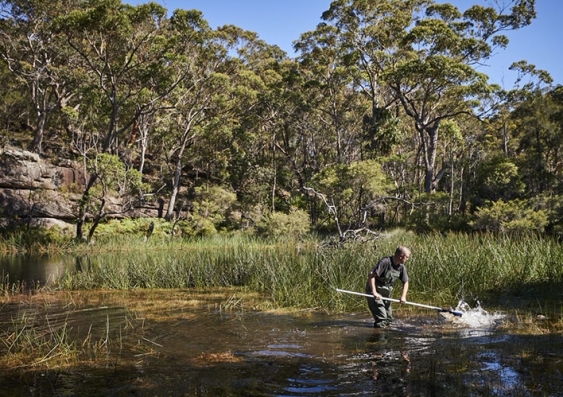 A man uses a net among reeds to examine samples of river life at Royal National Park