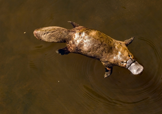 A platypus floats on the top of calm river waters
