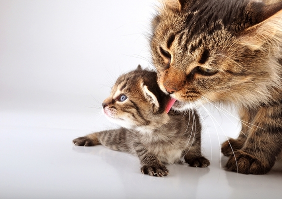 A tabby cat licks a kitten