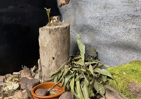A tiny pygmy mountain-possum peers from behind a tree stump inside the Secret Creek breeding facility