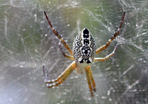 A large spider with yellow legs and large black and white spotted abdomen clings to its web