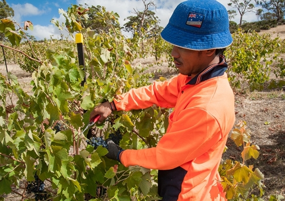 A migrant worker picks grapes on a vineyard