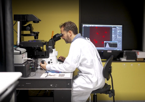 Scientist looking at malaria Plasmodium parasites under fluorescent microscope
