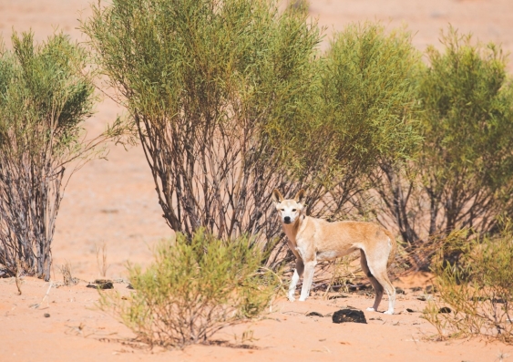 A dingo in the Strzelecki Desert