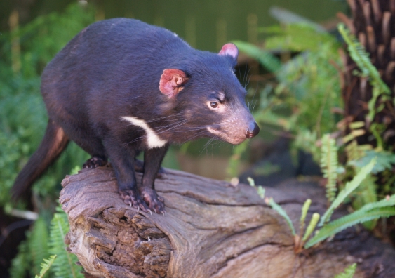 Bringing Tasmanian devils back to the mainland would restore ecosystems |  UNSW Newsroom