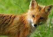 Red fox web