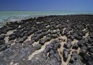Stromatolites inside