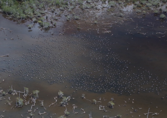 A very large flock of brolgas on a brackish wetland