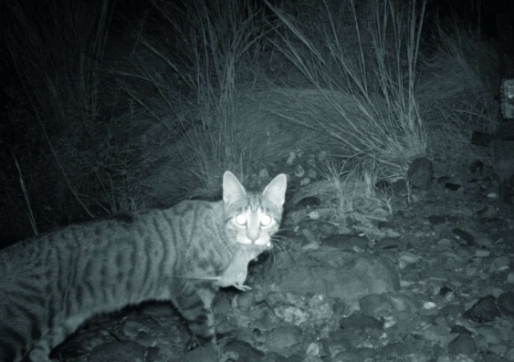 a-camera-trap-captures-feral-cat-that-has-killed-a-small-mammal-data.jpg