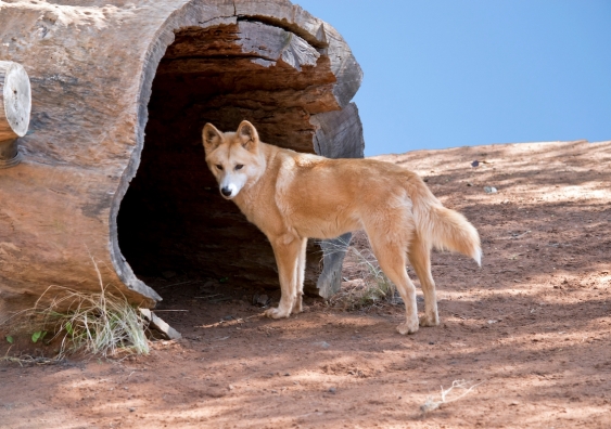 a dingo entering a hollow log