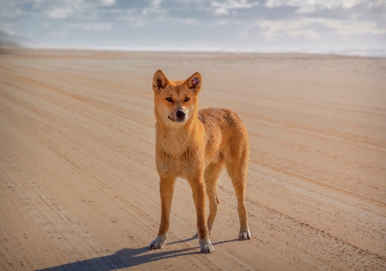 a dingo on the sand