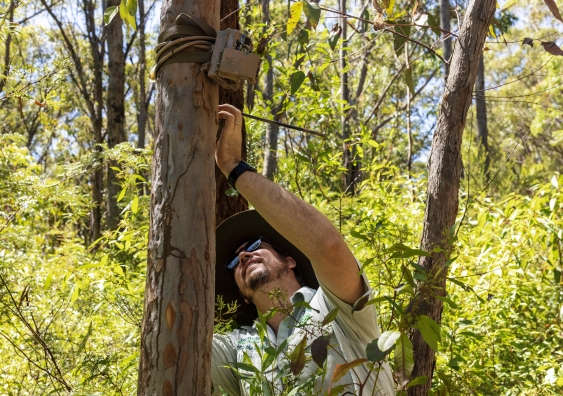 a worker installs one of the cameras about two metres up a tree trunk 