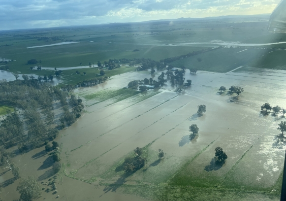 a flooded farm from the loddon river in serpentine victoria