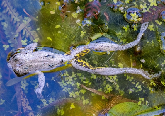 Frogs are dying en masse again, and we need your help to find out why |  UNSW Newsroom