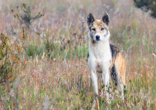 A dingo with a patchy white, black and tan coat