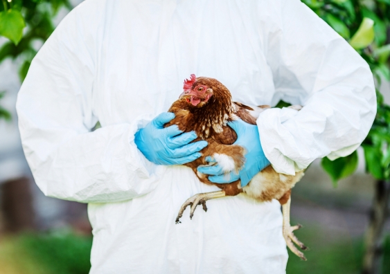 a vet in a protective suit holding a chicken