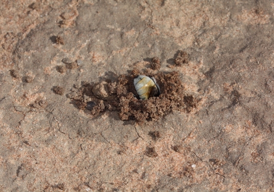 A burrowing bee constructing its nest chamber in wet soil