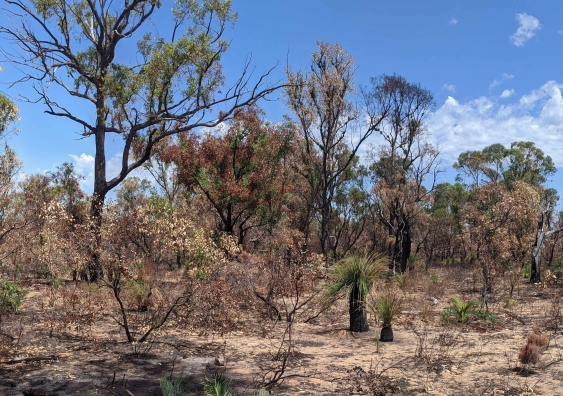 Yanchep National Park WA post-fire in late 2019