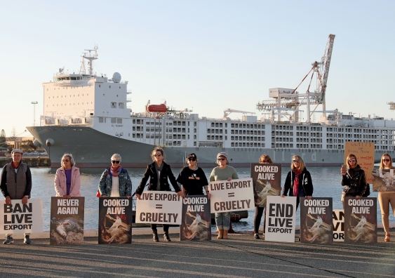 animal rights protesters oppose live export at a shipping port