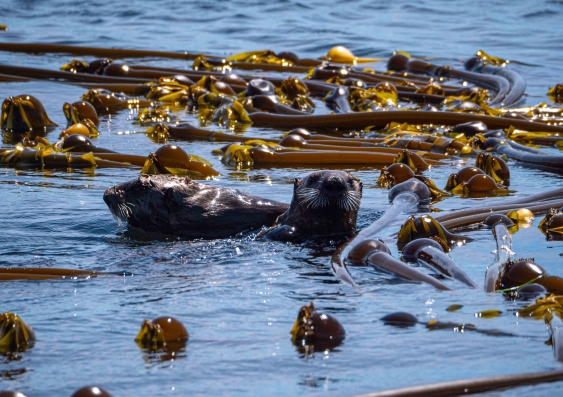 otters swimming among