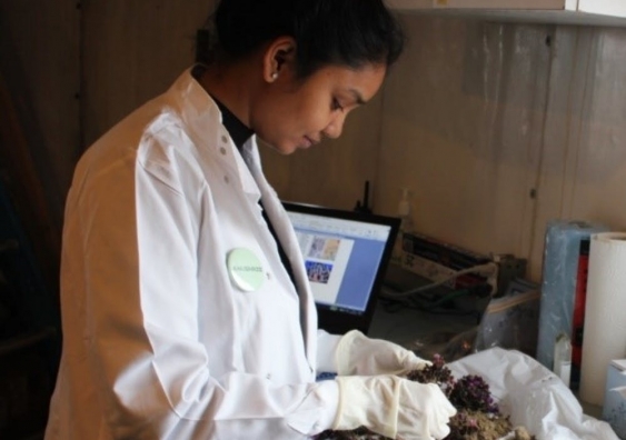 Anushree looking at samples in the lab.